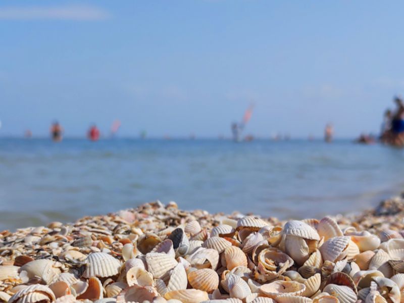 В Ейске есть классные ракушечные пляжи В Ейске есть классные ракушечные пляжи