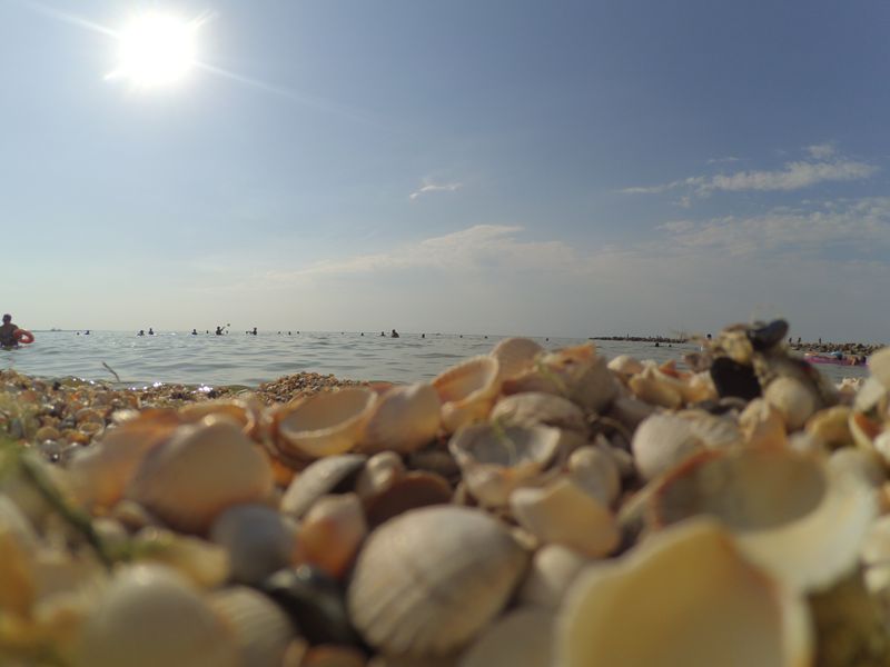 Любите ракушки - здесь их в достатке Любите ракушки - здесь их в достатке